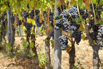 Cantine Aperte 2018 in Veneto