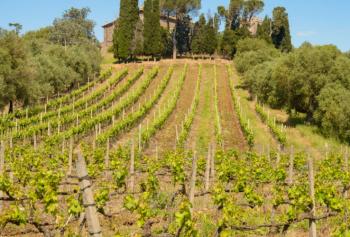 Cantine Aperte in Vendemmia 2018 nel Lazio