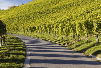 I vini sulla Via Francigena: viaggio in Lombardia ed Emilia Romagna