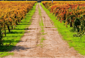 I vini sulla Via Francigena