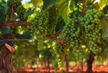 Storia della Malvasia