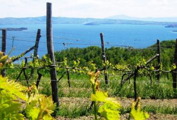 Vini naturali del Lazio