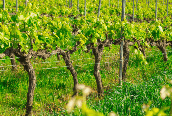 Portainnesti per la vite