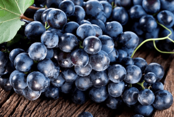 La Tintilia del Molise