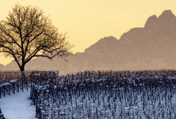 Vendemmia 2017: la più scarsa dal 1947