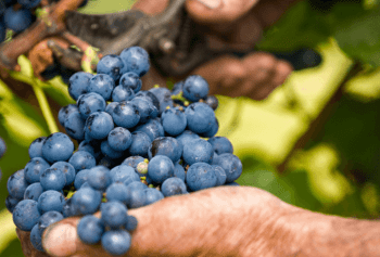 Data inizio vendemmia