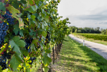 Vini lungo la Via Salaria