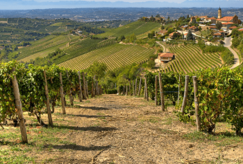 Vini lungo la Via Salaria e la Via Traiana