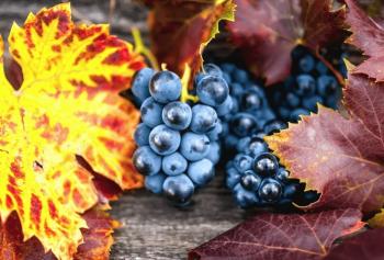 Aumentano i costi di produzione del vino italiano