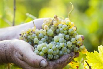 vendemmia 2022