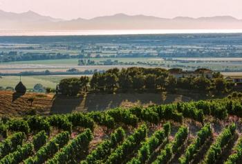 Vendemmia 2022 in Toscana