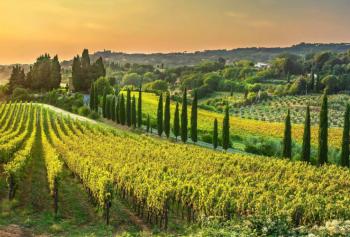Vendemmia Tenute Monteverro