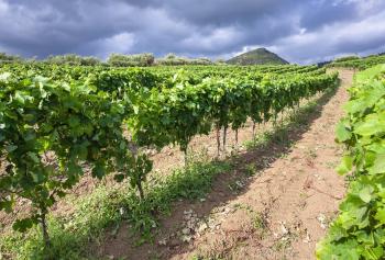 vendemmia 2022 in Sicilia