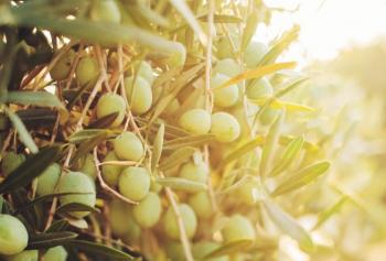 Le varietà di olio in Italia