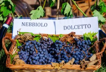 Dolcetto
