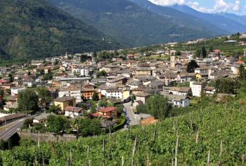 Grappolo oro chiuro 2019