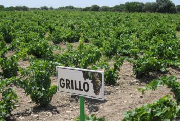 il grillo: non più solo marsala