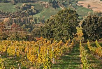 I Trebbiani di Modena