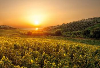 il Gaglioppo e il vino Cirò 