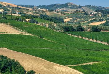 Il Montepulciano d'Abruzzo