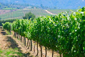 Il mercato del vino in Cile nell'era del Covid
