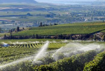 Irrigazione della vigna
