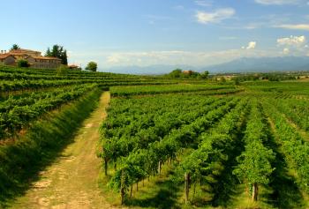 La Ribolla Gialla in Friuli