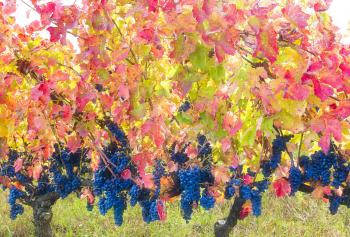 Storia dell&#039;Aglianico