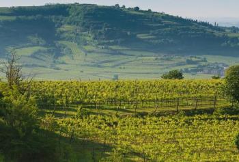 Le vigne de Soave