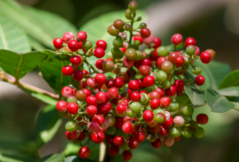 In Sardegna alla scoperta dell'olio di Lentisco