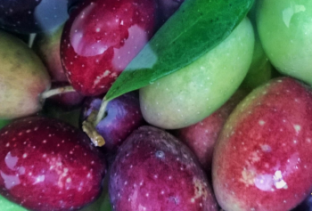 Le frodi sull'olio extravergine