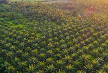 Olio di palma come carburante