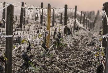 Prevenzione e cura dei danni da freddo tardivo sulla vite