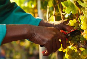 Previsioni per la vendemmia 2019