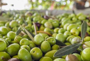 primi dati sulla campagna olearia in provincia di latina