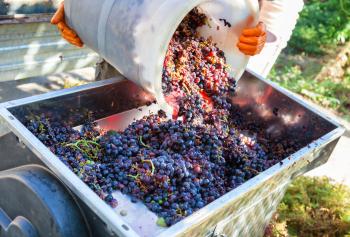La vendemmia e la pigiatura 