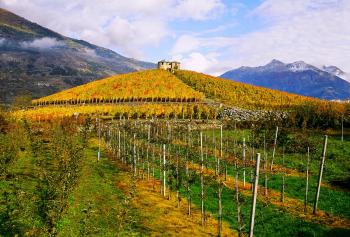 storia del Peptit Rouge, una rarità enologica in Valle d&#039;Aosta