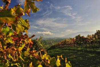 Strade del vino d'Abruzzo: la strada del vino di Controguerra