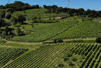 Trekking in vigna in Irpinia