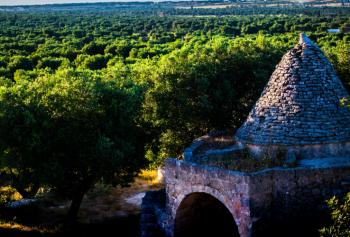 Il pugliese Olio Karpena riconosciuto presidio Slow Food