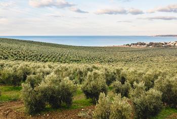 un oliveto sul mare: ecco come l'olio trasforma la sicilia