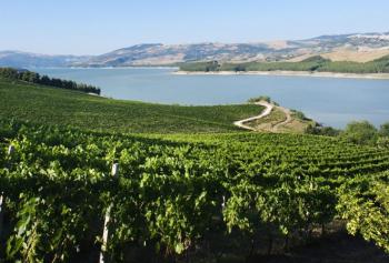 Unicità del vino in Molise