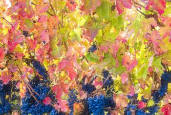 Calici di Stelle 2018 in Basilicata