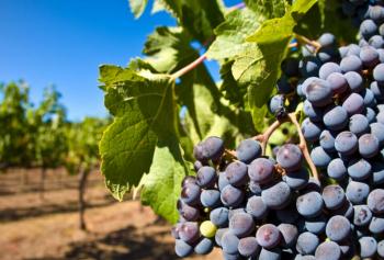 calici-di-stelle-2018-Campania