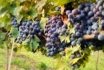 calici-di-stelle-2018-Puglia