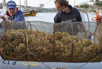 nasce ad elba il vino da uve immerse nel mare