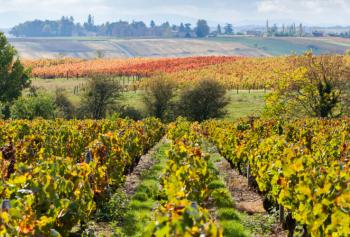 Valutazione impatti ambientali indicatori vigneto aria