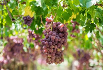 Vendemmia 2018