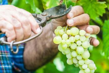 Vendemmia 2020: si preannuncia un&#039;annata di grande interesse per il vino italiano