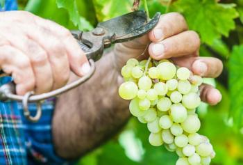 Vendemmia 2020: si preannuncia un'annata di grande interesse per il vino italiano